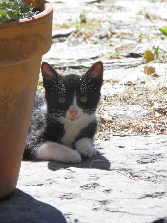 Casa De Vilarinho De S. Romao サボロザ エクステリア 写真